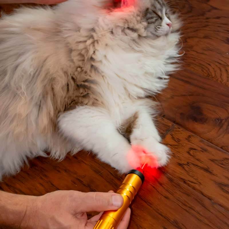 testimonial-red-light-therapy-cat-1