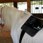 Essential Back Pad on Horse's Back
