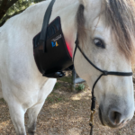 Essential Back Pad on Horse Neck 