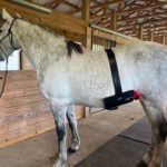 Essential Back Pad on Stomach of Horse