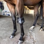 Essential Half-Wrap on Horse Knee